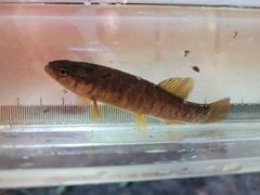 Umbra limi