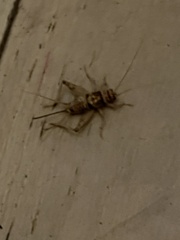 Gryllodes sigillatus