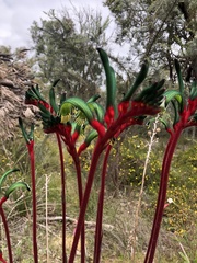 Anigozanthos manglesii