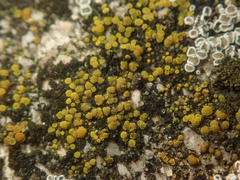 Candelariella aurella