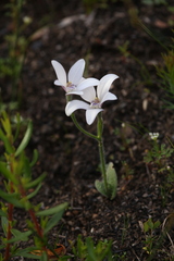 Cyanicula ixioides candida