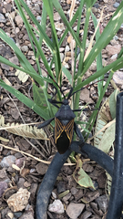 Pachylis neocalifornicus