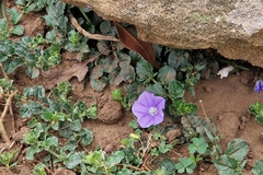 Convolvulus sabatius