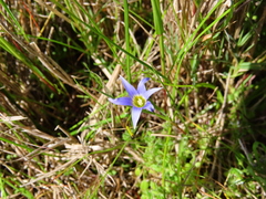Romulea tabularis
