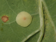 Neuroterus quercusbaccarum