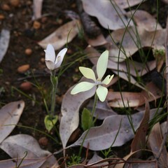 Cyanicula ixioides ixioides