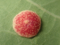 Neuroterus quercusbaccarum