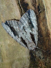 Catocala angusi