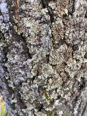 Flavopunctelia soredica