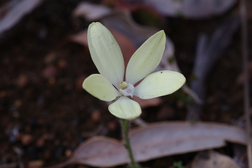 Image of Cyanicula ixioides by (c) Hugo Innes, some rights reserved (CC BY)