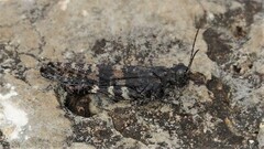 Trimerotropis verruculata