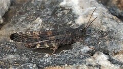 Trimerotropis verruculata