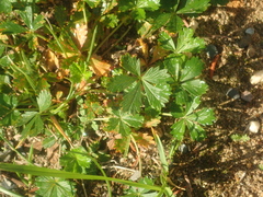 Potentilla argentea