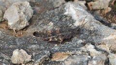 Trimerotropis verruculata