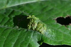 Aceria erinea
