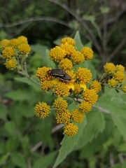 Acmaeodera flavomarginata