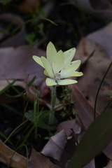 Cyanicula ixioides ixioides