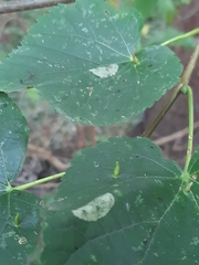 Phyllonorycter issikii