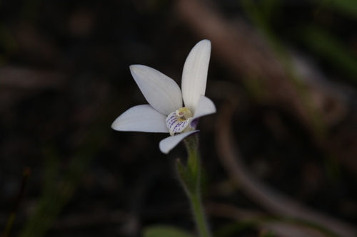 Image of Cyanicula ixioides by (c) Hugo Innes, some rights reserved (CC BY)