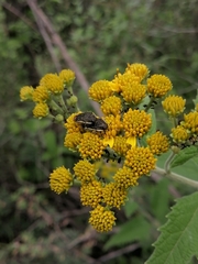 Acmaeodera flavomarginata