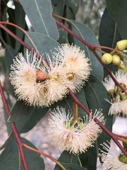 Eucalyptus rudis
