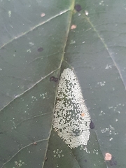 Phyllonorycter issikii