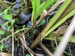 Carex stipata