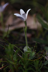 Cyanicula ixioides candida