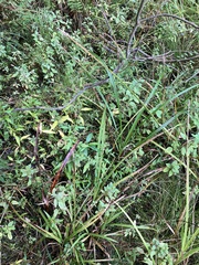 Carex stipata