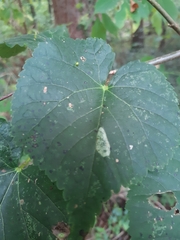 Phyllonorycter issikii