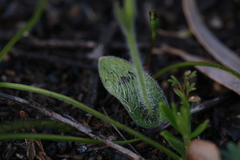 Cyanicula ixioides candida