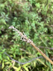 Carex stipata
