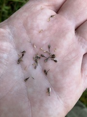 Carex stipata