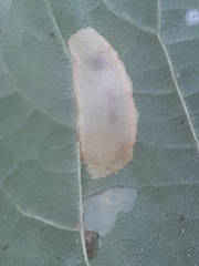Phyllonorycter issikii