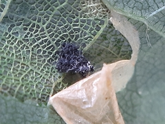 Phyllonorycter issikii