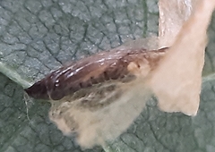 Phyllonorycter issikii