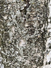 Lecanoromycetidae