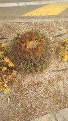 Kroenleinia grusonii