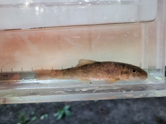 Catostomus commersonii