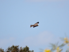 Milvus migrans parasitus