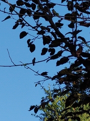 Archilochus colubris