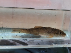 Catostomus commersonii