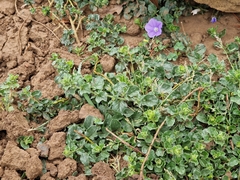 Convolvulus sabatius