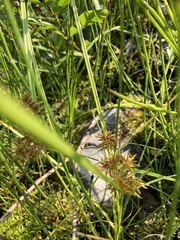 Cyperus strigosus