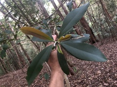 Tristaniopsis laurina