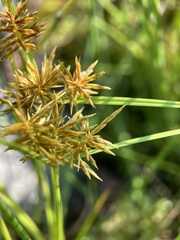 Cyperus strigosus