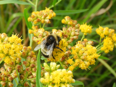 Bombus terricola image
