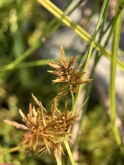 Cyperus strigosus