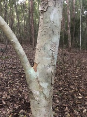 Tristaniopsis laurina
