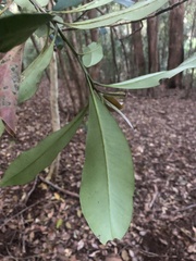 Tristaniopsis laurina